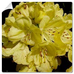 Rhodo hybride Belkanto